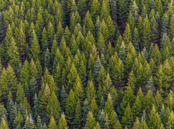 Implementation of EU deforestation regulation delayed