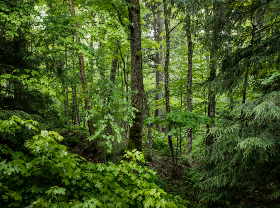 EU confirms second delay to Anti-Deforestation Regulation (EUDR)