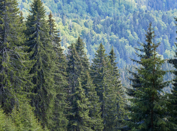 EU reverses delay to deforestation regulation 