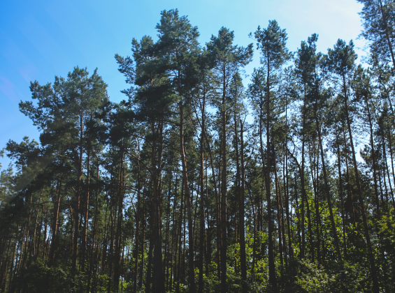 What the revisions to EUDR mean for publisher sustainability practices moving forward